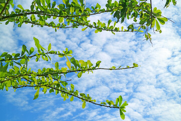 Tree branch with green foliage against blue cloudy sky