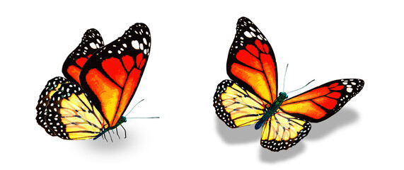 Color monarch butterflies, isolated on the white background