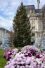 Decorated Christmas tree near the city hall of Tours. Flowerbeds of flowering chrysanthemums and...