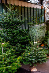 Sale of natural Christmas trees on the streets of Paris on Christmas Eve.