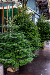 Fototapeta na wymiar Sale of natural Christmas trees on the streets of Paris on Christmas Eve.