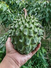 Big bangkok serikaya fruit