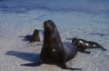 Fototapeta premium Sea lion