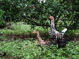 Chicken and grass family 