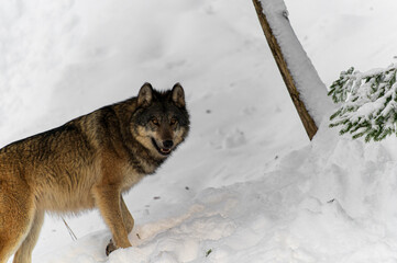 Loups en hiver dans le jura Suisse