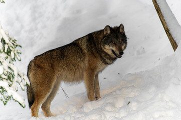 Naklejka premium Loups en hiver dans le jura Suisse