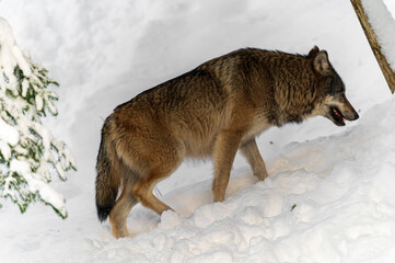 Fototapeta premium Loups en hiver dans le jura Suisse