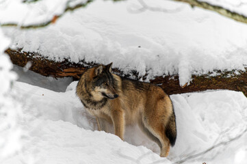 Loups en hiver dans le jura Suisse