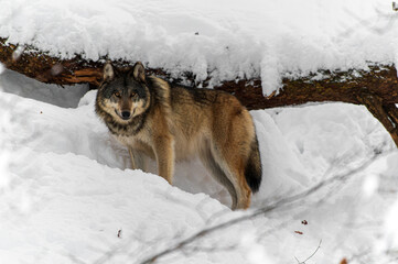 Loups en hiver dans le jura Suisse