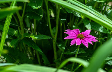 Solitary purple coneflower surrounded by green foliage