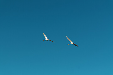 주남저수지 철새 한쌍