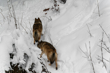 Loups en hiver dans le jura Suisse