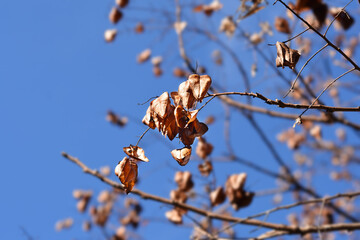 Golden rain tree
