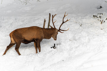 Cerf dans les montagnes enneigées
