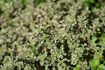 Silver Queen Lemon Thyme