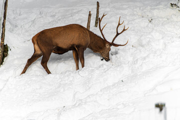 Cerf dans les montagnes enneigées
