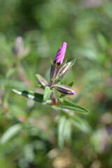 Creeping Phlox McDaniels Cushion