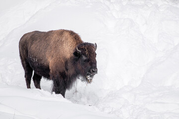 Bison dans la neige au Jura Suisse