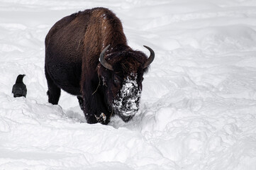 Bison dans la neige au Jura Suisse