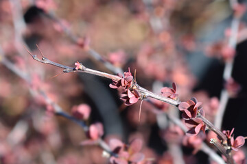 Japanese barberry