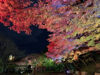 紅葉ライトアップ　日本庭園