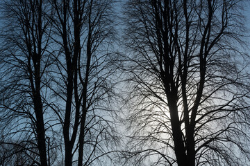 silhouette of trees