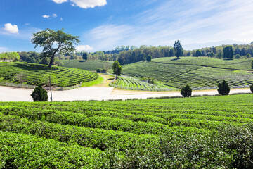 Beautiful tea plantation with blue sky at Chiang Rai, thailand.