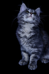 Obraz premium Maine Coon kitten, several months old, black-gray color on a black background.