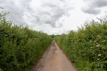 Fototapeta na wymiar a deserted straight Devon country lane with high hedges either side on a cloudy day