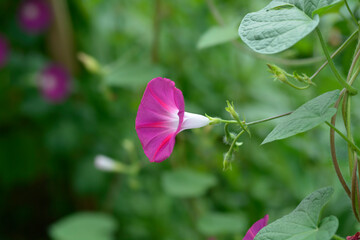 Common morning glory