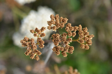 Yarrow