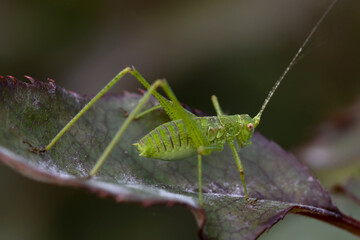 Naturmakros Käfer Schwalbenschwänzchen Schrecken