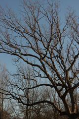 Fototapeta na wymiar trees and blue sky with sunlight