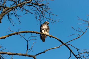 red-tailed hawk (Buteo jamaicensis) scans the ground for possible prey