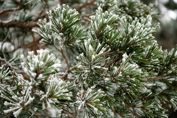 Green spruce branches with frost snow and snowflakes