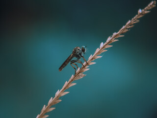 dragonfly on a leaf