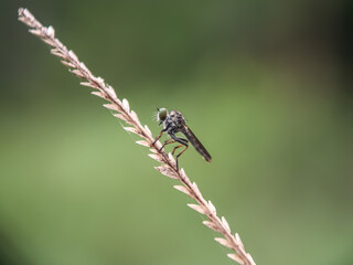 Fly on leaf 