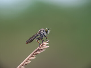 Robberfly on leaves