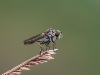 fly on leaf
