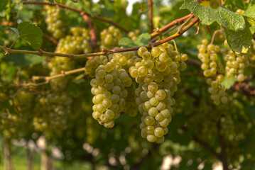 White grapevine in Italy near Verona 