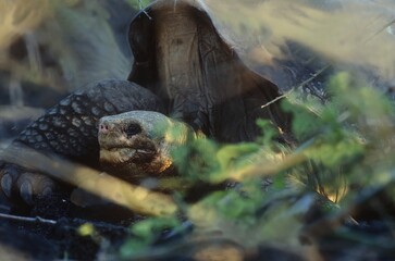 Galápagos tortoise