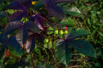 Obraz premium Jatropha gossypiifolia plant, (bellyache bush, black physicnut or cotton-leaf physicnut)