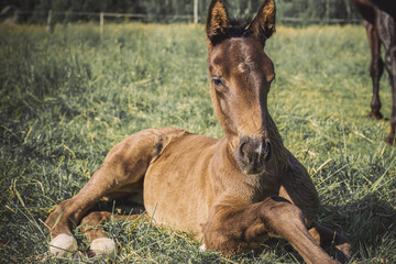 A 3-month-old Hanoverian foal lying in a meadow. A young horse is resting in the summer sun. Horse...