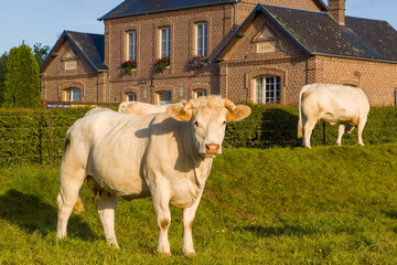Cows in front of the entrance to the town hall of the traditional French village of Saint Sylvain in Europe, France, Normandy, towards Veules les Roses, in summer on a sunny day.