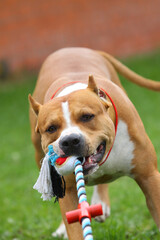 Beautiful american Staffordshire terrier pulling a toy