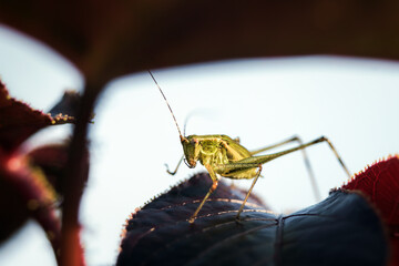 grasshopper on a jatropha gossypiifolia leaf