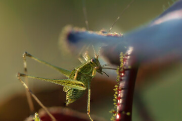 grasshopper on a jatropha gossypiifolia leaf