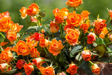 orange roses background
