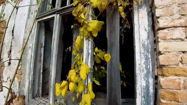 Broken windows in an abandoned building. Hasidic dynasty. Synagogue building