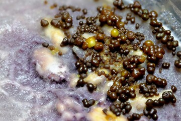 Physarum Polycephalum - sporulazione